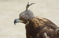 Mongolian eagle 2