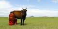Mongolian farmer with cow in the grassland of Mongolia