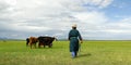 Mongolian farmer with cow in the grassland of Mongolia