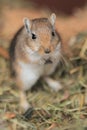 Mongolian Gerbil