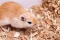 The Mongolian gerbil of a coloring of an aguta sits on sawdust in a house cage