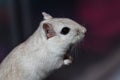 Mongolian gerbil portrait Royalty Free Stock Photo