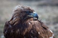 Mongolian golden eagle in the steppe. Nature.