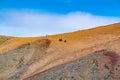 Mongolian Golden Egle Hunter in traditional clothing with their golden eagle on their arm riding horse to the top of mountain Royalty Free Stock Photo