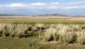 Mongolian Grasslands