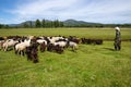 Mongolian herder catches a lamb