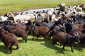 Mongolian herder catches a lamb