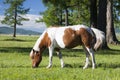 Mongolian Horse