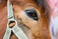 Mongolian Horse Face and halter