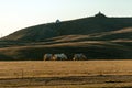 Mongolian horse grazing at Xilamuren grassland Royalty Free Stock Photo