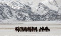 Mongolian horse riders in the mountains during the golden eagle festival