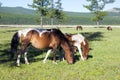 Mongolian Horses