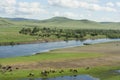 Mongolian horses and cows.