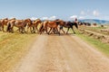 Mongolian horses cross dirt track