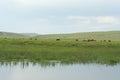 Mongolian horses.