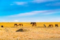 Mongolian horses grazing at the pasture in the large steppe