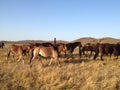 Mongolian horses with herder in the grasslands of inner Mongolia, China