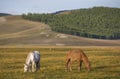 Mongolian horses in a landscape of northern mongolia