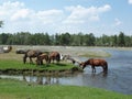 Mongolian horses in the lonely river, Arkhangai province, Mongolia.