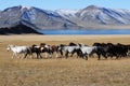 Mongolian horses in the mountains during the golden eagle festival Royalty Free Stock Photo