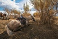 Mongolian horses are near the Yurt in the steppes of Western Mongolia. Nature.