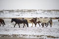 Cute Menggu Horses In Snowy Weather Royalty Free Stock Photo