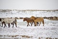 Cute Menggu Horses In Snowy Weather Royalty Free Stock Photo