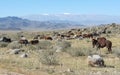 Mongolian landscape with horses Royalty Free Stock Photo
