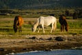 Mongolian landscape with horses Royalty Free Stock Photo