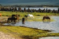 Mongolian landscape with horses Royalty Free Stock Photo