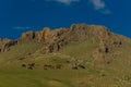 Mongolian landscape with horses Royalty Free Stock Photo