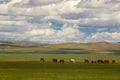 Mongolian landscape with horses and yurts Royalty Free Stock Photo