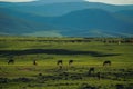 Mongolian landscape with horses and yurts Royalty Free Stock Photo