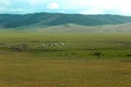 Mongolian landscape with horses and yurts Royalty Free Stock Photo