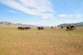 Mongolian Landscape with wild horses Royalty Free Stock Photo