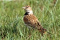 Mongolian Lark, Mongoolse Leeuwerik, Melanocorypha mongolica Royalty Free Stock Photo