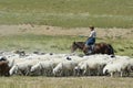 Mongolian man tends herd of sheep, circa Harhorin, Mongolia. Royalty Free Stock Photo