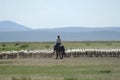 Mongolian man tends herd of sheep, circa Harhorin, Mongolia. Royalty Free Stock Photo