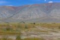 Mongolian nomad in the steppes of mountain Altai