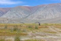 Mongolian nomad in the steppes of mountain Altai