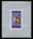 Mongolian postage stamp dedicated to thoroughbred cat. Feline