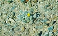 Mongolian Pulsatilla orientali-sibirica