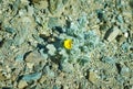 Mongolian Pulsatilla orientali-sibirica