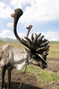 Mongolian Reindeer with big fuzzy antlers