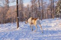 Mongolian Reindeer in Taica Bioecology at Khovsgol, Mongolia.