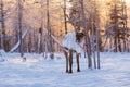 Mongolian Reindeer in Taica Bioecology at Khovsgol, Mongolia.