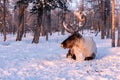 Mongolian Reindeer in Taica Bioecology at Khovsgol, Mongolia.