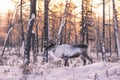 Mongolian Reindeer in Taica Bioecology at Khovsgol, Mongolia