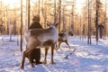 Mongolian Reindeer in Taica Bioecology at Khovsgol, Mongolia