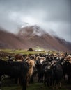 Mongolian sheep and goats are grazing in the pasture in western part of Mongolia
